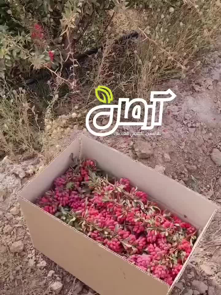 پیش فروش نهال زرشک|خدمات باغبانی و درختکاری|تهران, آبشار تهران (دریاچه)|دیوار