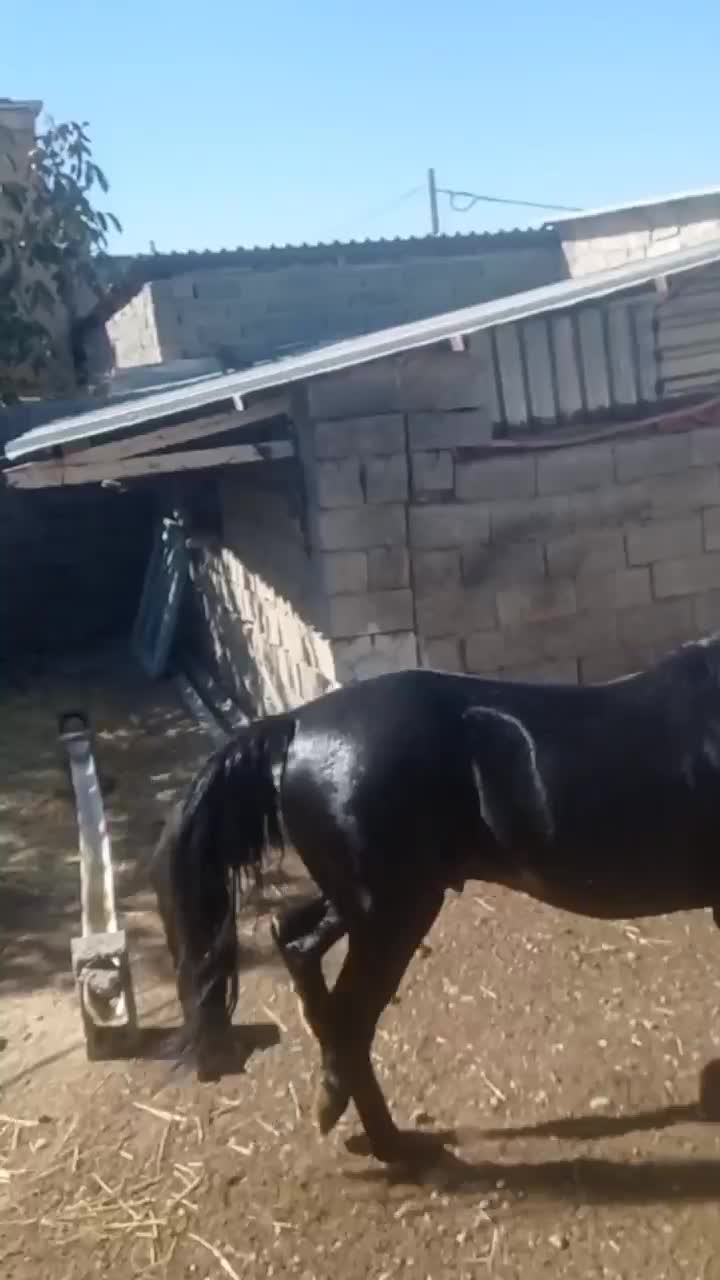 فروش اسب کردی|اسب و تجهیزات اسب‌سواری|قروه, |دیوار