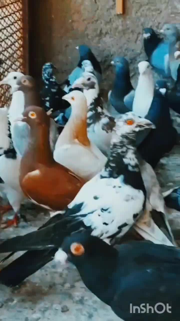 کبوتر|پرنده|اصفهان, حصه جنوبی|دیوار