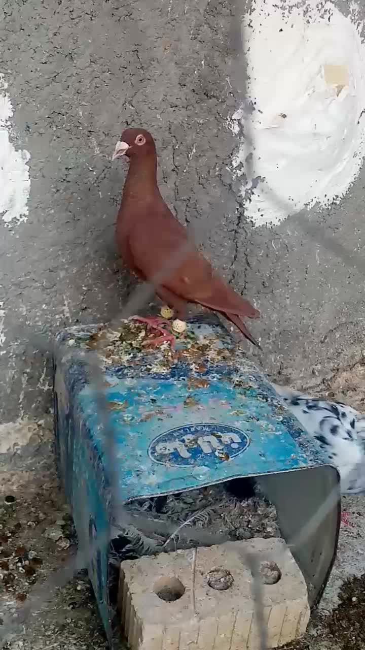 کفتر|پرنده|شیراز, کوشک میدان|دیوار