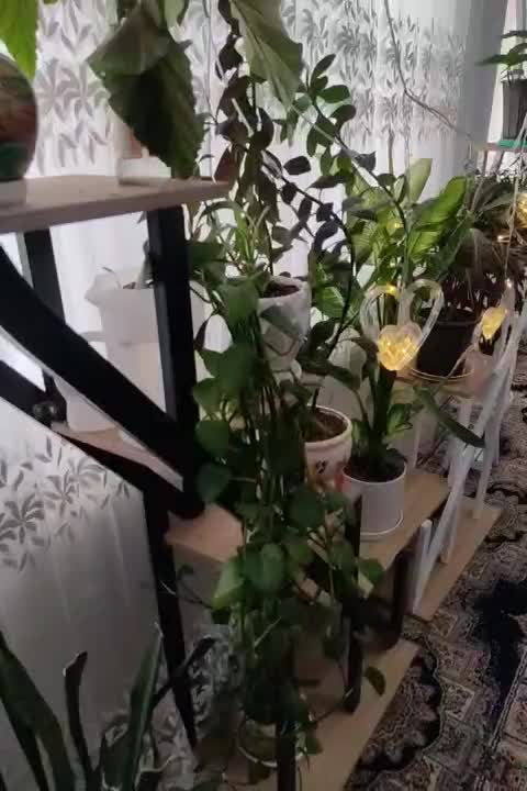 استند فلزی و چوبی ایستاده|کتابخانه، شلف، قفسه‌های دیواری|شاهرود, |دیوار