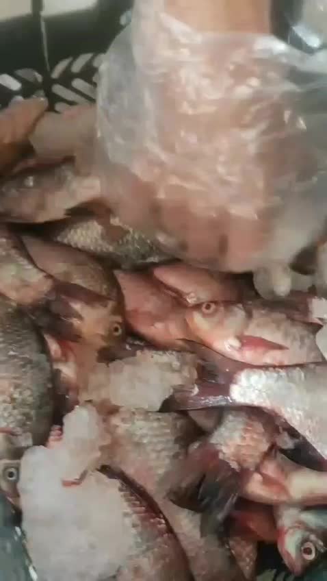 ماهی کپور|ماهی|مشهد, کوشش|دیوار