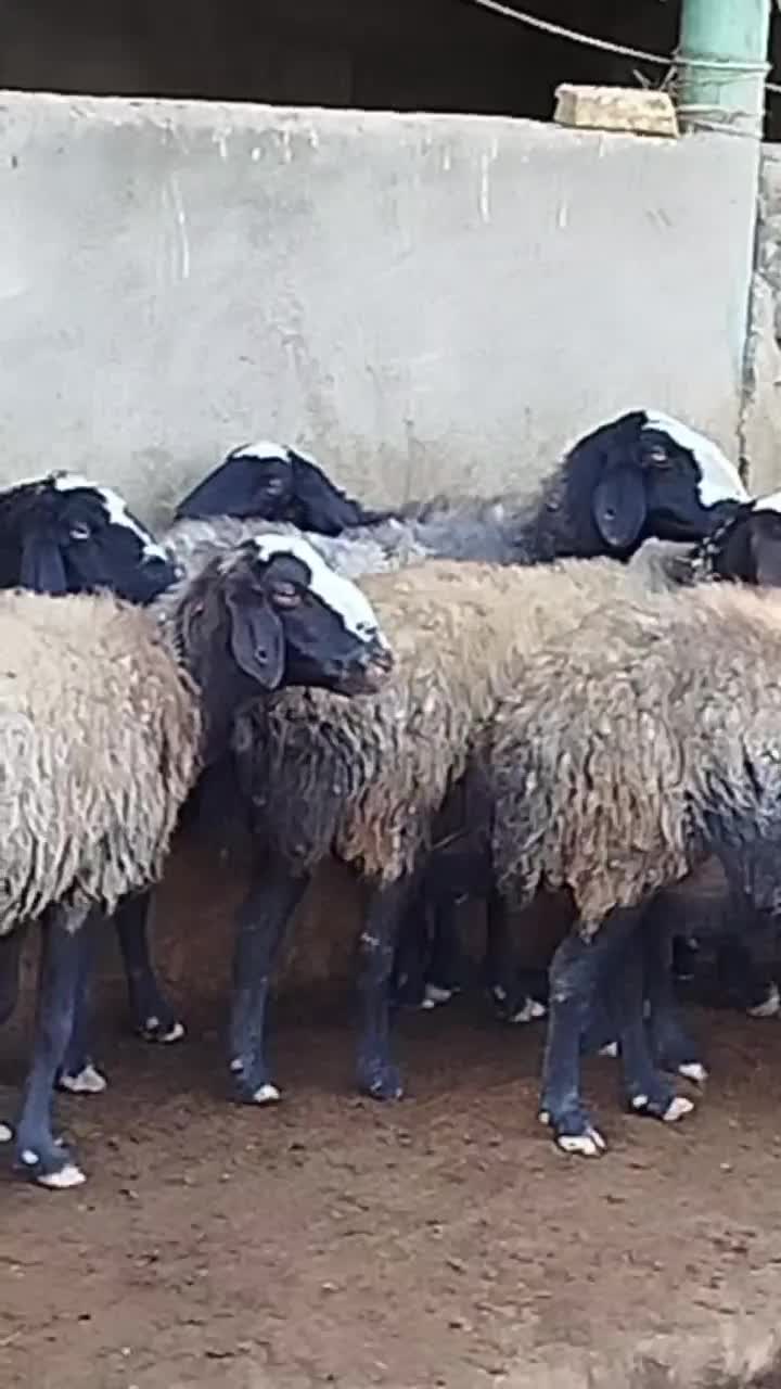 ۸۰ راس گوسفند|حیوانات مزرعه|تاکستان, |دیوار