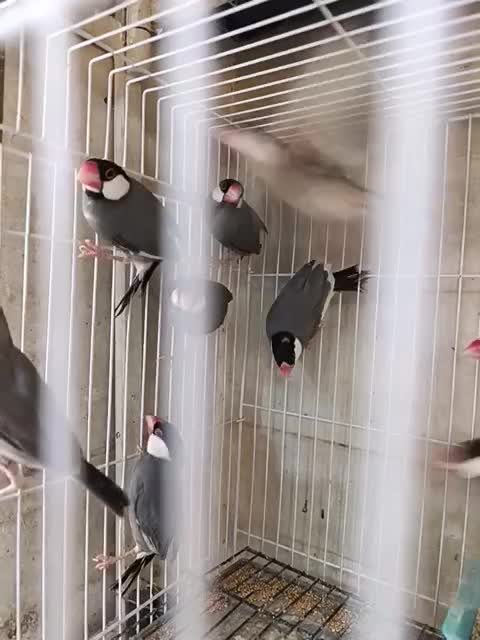 فنچ نرگسی|پرنده|شیراز, بازار|دیوار