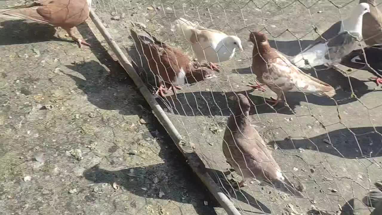 11 تا رنگه نر پرشی کفتر بوم|پرنده|مشهد, آزادشهر|دیوار