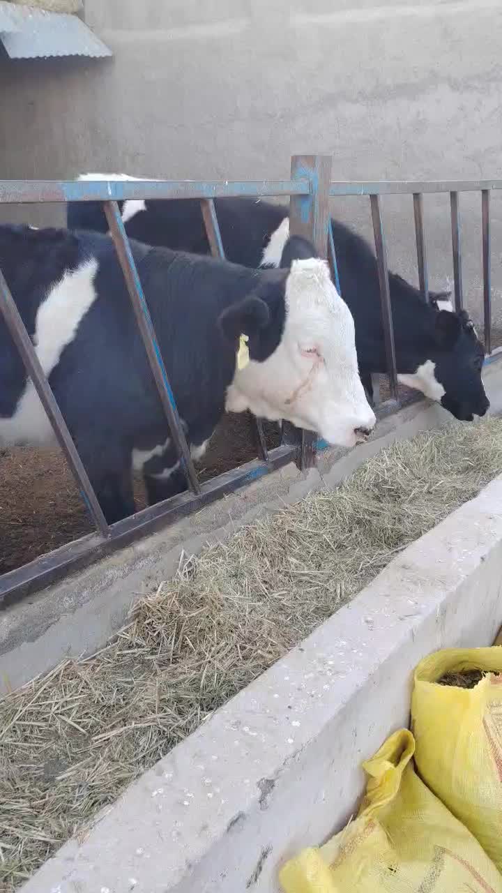 فروش گوساله و تلیسه|حیوانات مزرعه|سبزوار, قصبه غربی|دیوار