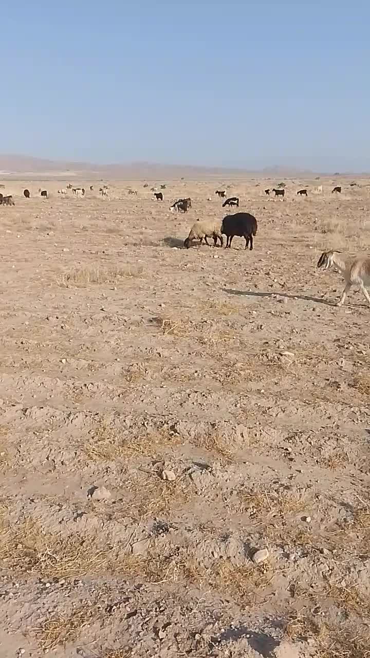 قوچ افشار قره قزل ، بره نر ، پرواری، مال داشتی|حیوانات مزرعه|بختگان, |دیوار