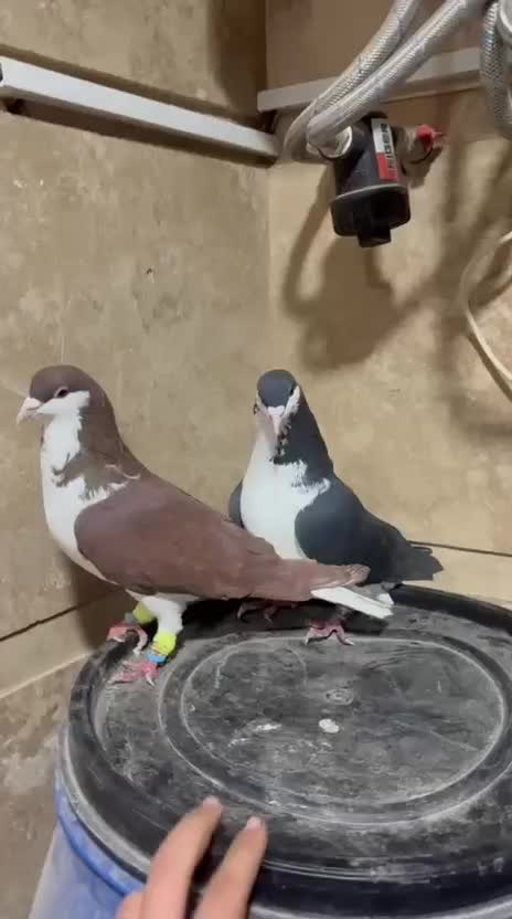 کبوتر بدرنگ|پرنده|قزوین, |دیوار