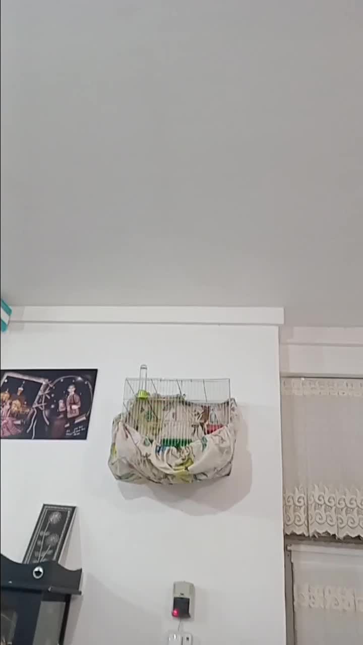 قناری نروماده|پرنده|رفسنجان, |دیوار