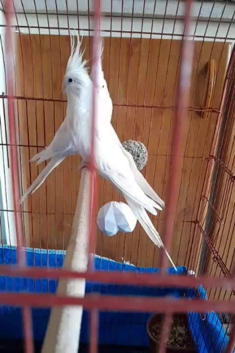 عروس هلندی آلبینو|پرنده|زیباشهر, |دیوار