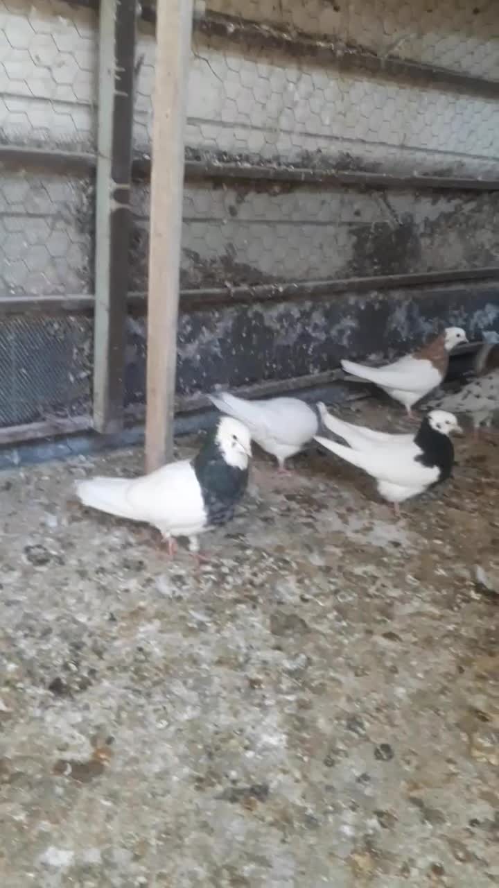 فروش کبوتر در بهبهان|پرنده|فولادشهر, فولادشهر|دیوار