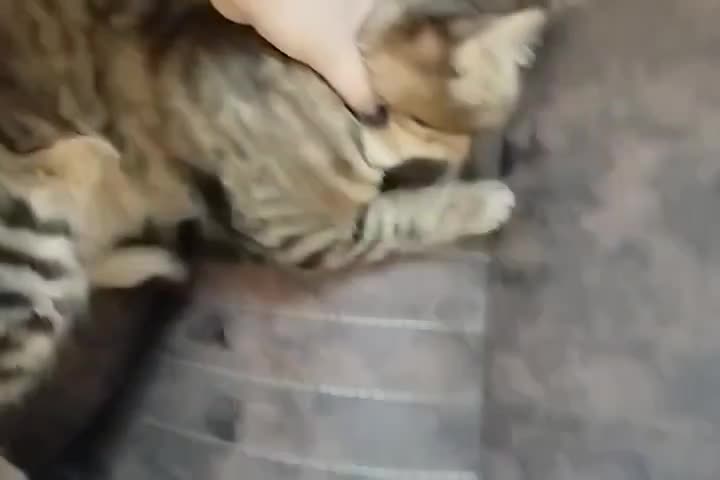 واگذاری رایگان گربه دی ال اچ مهربون|گربه|نوشهر, |دیوار