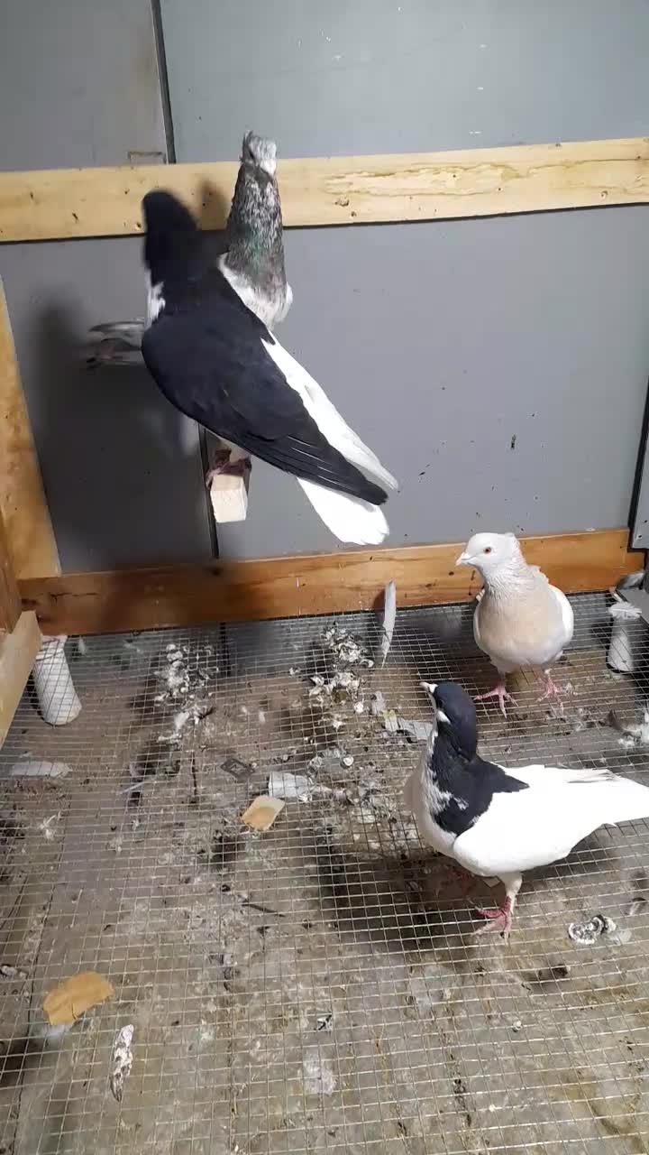 چپ سیاه وشستی به همراه یک جفت هفترنگ کاکلی|پرنده|قزوین, |دیوار