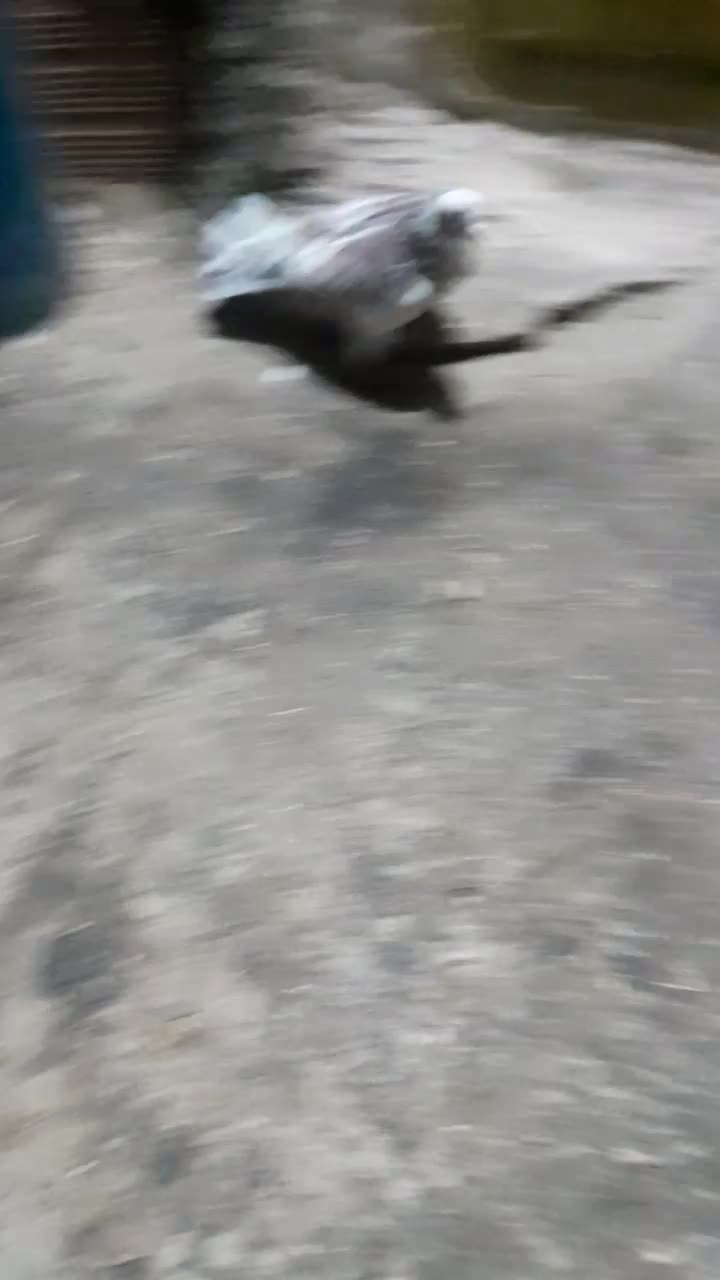 کبوتر|پرنده|کشکسرای, |دیوار