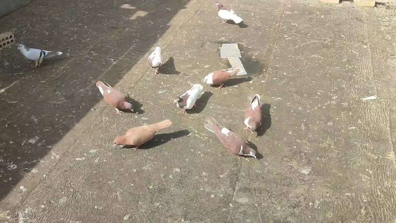 6تا کفتر نر هوایی|پرنده|فریمان, |دیوار