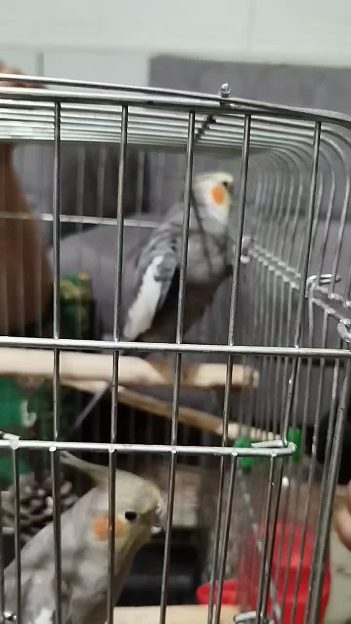 عروس هلندی سخنگو ،کوتوله|پرنده|الیگودرز, |دیوار