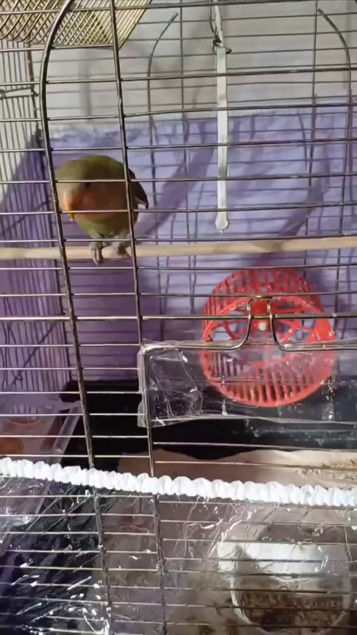 طوطی برزیلی اهلی|پرنده|اردبیل, |دیوار