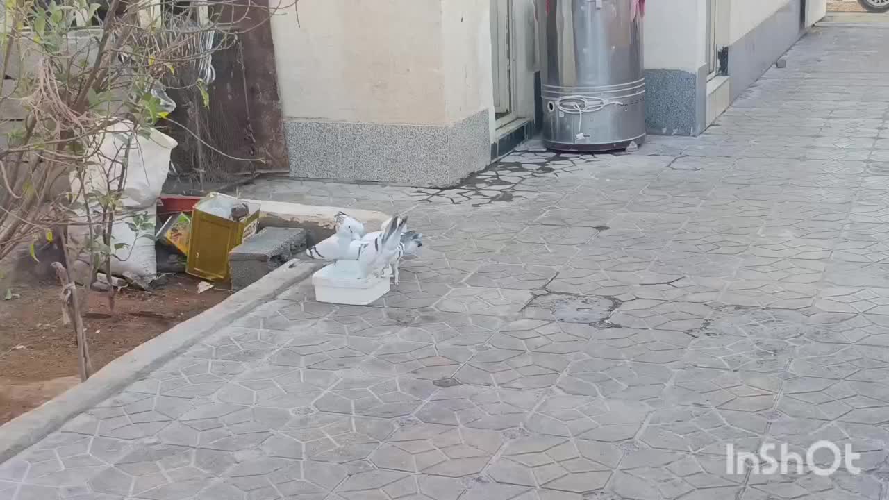 سبز کلاغ نر|پرنده|راین, |دیوار