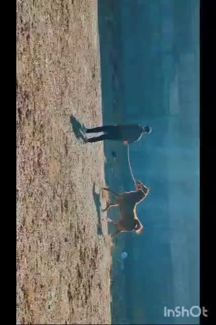 کره مادیان 23 ماهه|اسب و تجهیزات اسب‌سواری|خمینی‌شهر, |دیوار