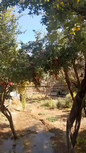 رب انار درجه یک از انار درجه یک|خوردنی و آشامیدنی|شیراز, معالیآباد|دیوار