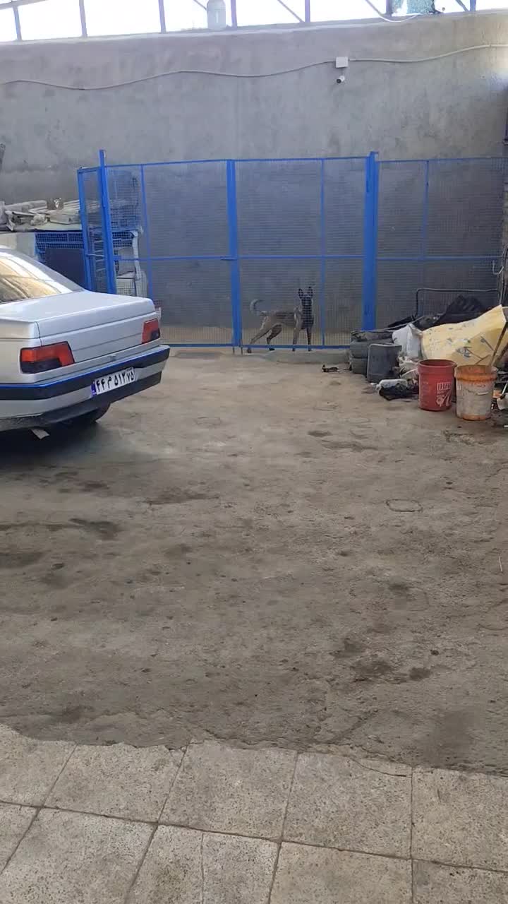 مالینیوز ماده دو ساله|سگ|سیرجان, |دیوار