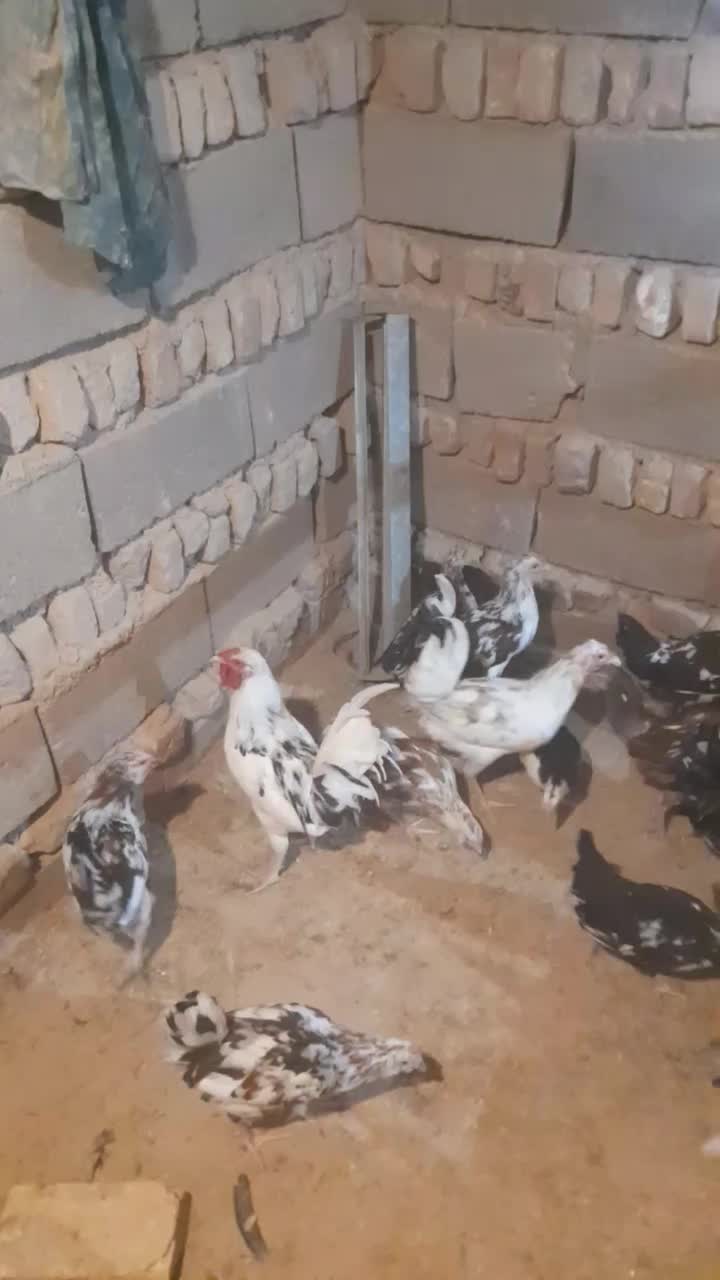 خروس گلین|حیوانات مزرعه|قرچک, زیبا شهر|دیوار