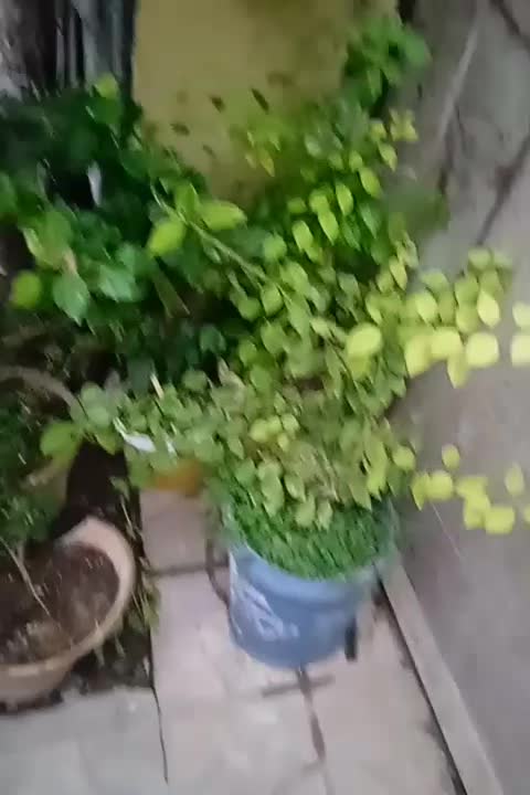 تعداد زیادی گل طبیعی حراج شد با تخفیف|گل و گیاه طبیعی|شیراز, سایت اداری|دیوار