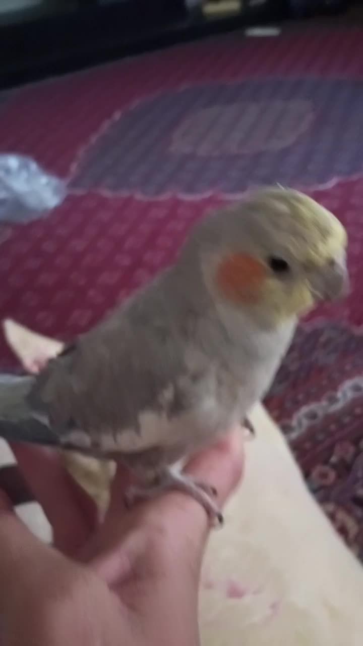 طوطی عروس هلندی نر|پرنده|پارسآباد, |دیوار