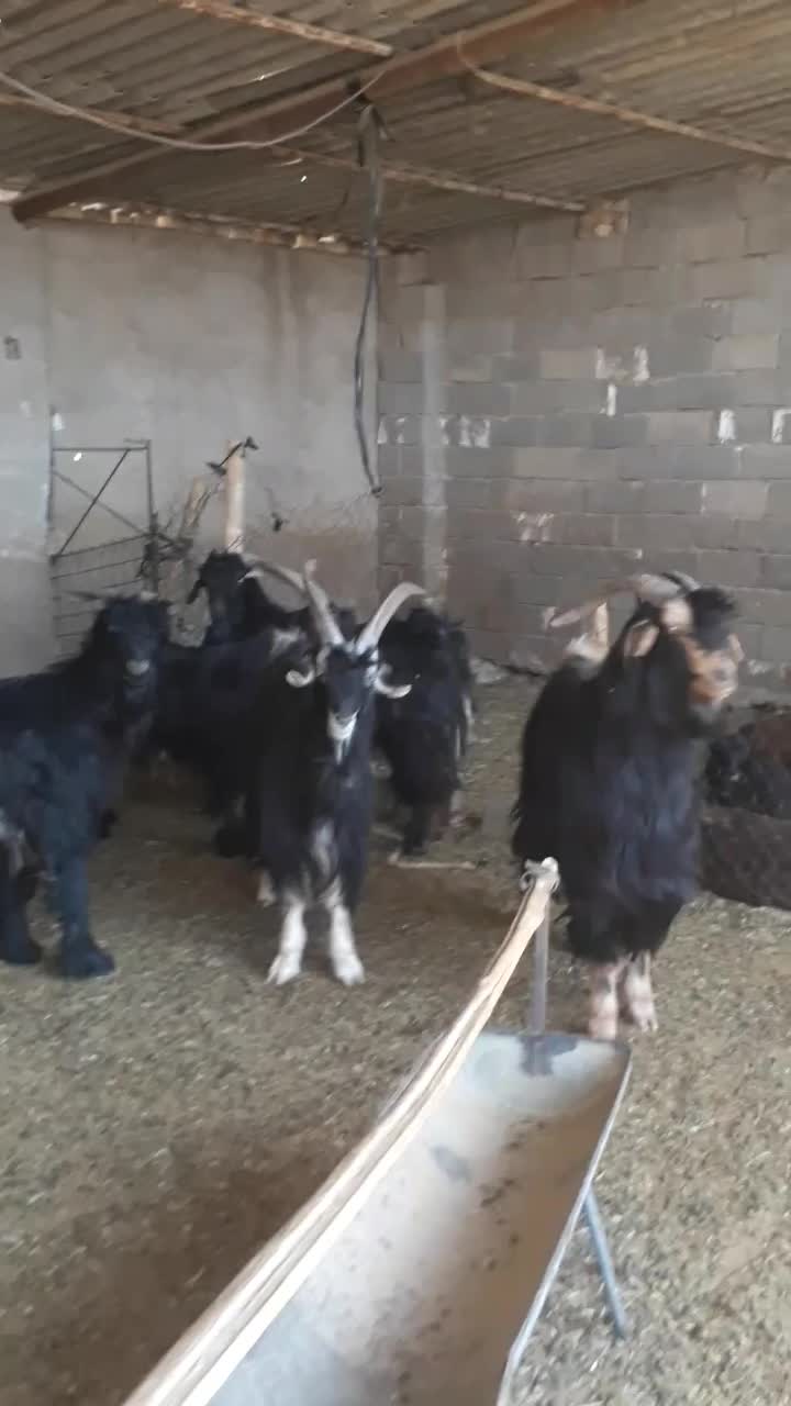 پازن|حیوانات مزرعه|فیروزآباد (فارس), |دیوار