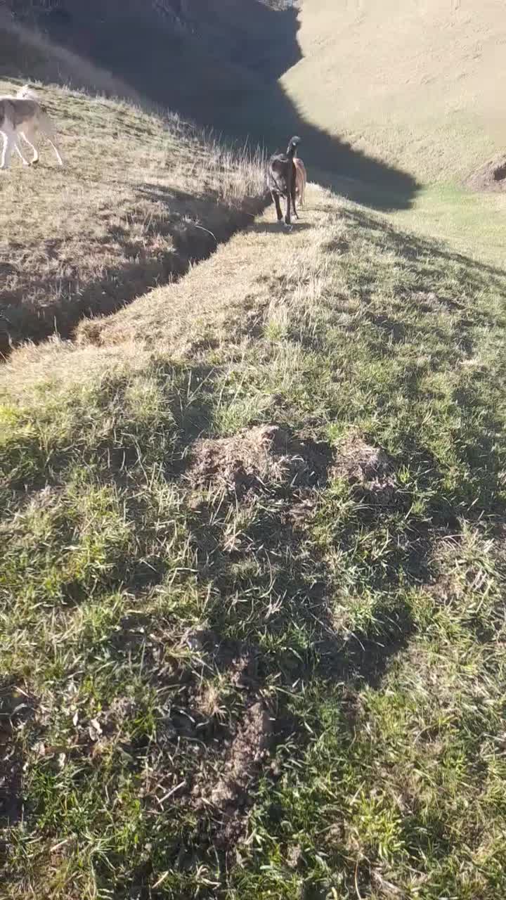 نیستم|سگ|ثمرین, |دیوار