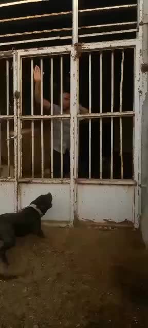 پیت بول مشکی شناسنامه دار نگهبان سفت سفت|سگ|کاشان, راوند|دیوار