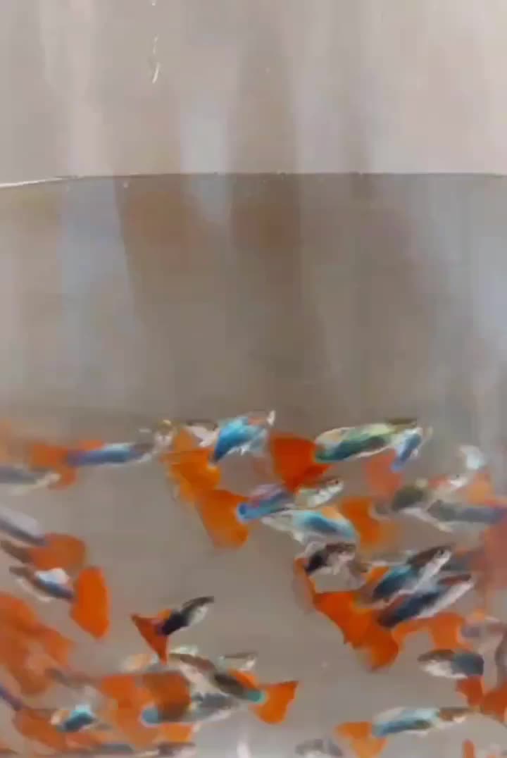 ۱۰۰۰ عدد ماهی گوپی بیگ ایر رد توکسیدو گلدن|ماهی|تهران, والفجر (افسریه)|دیوار