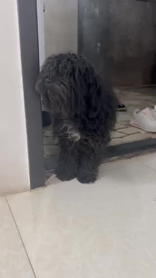 سلام نژاد پودل خاکستری عقیم شده|سگ|نیشابور, هفده شهریور|دیوار