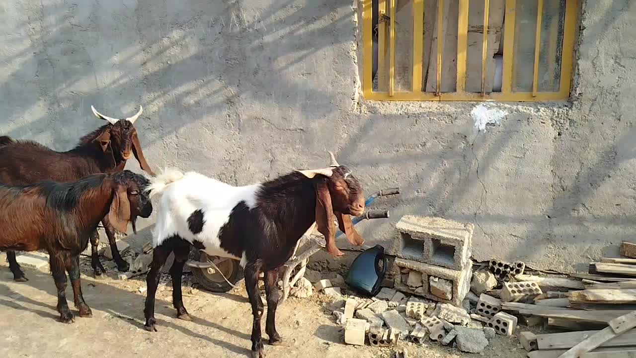 بز نر در شادگان|حیوانات مزرعه|شادگان, |دیوار