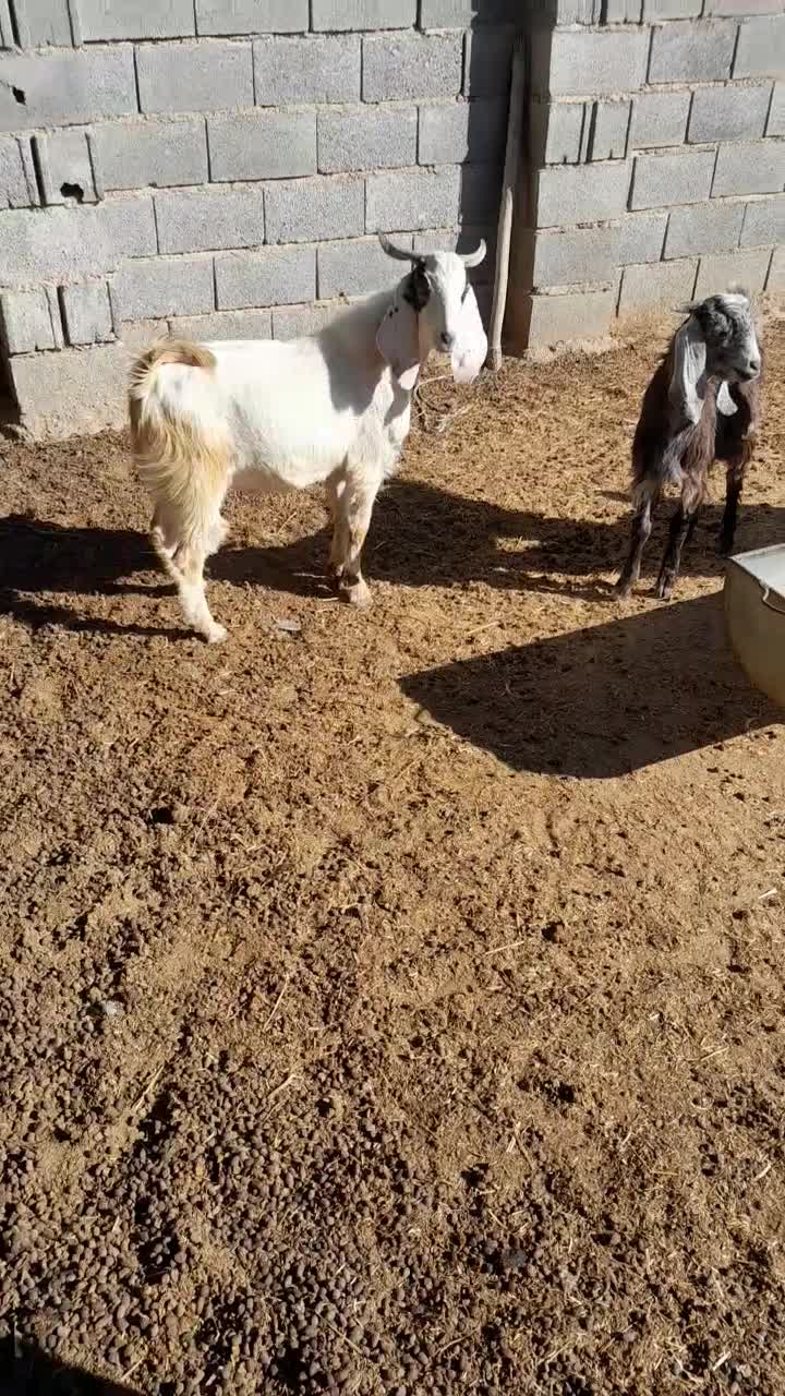 بزغاله نر|حیوانات مزرعه|گنبد کاووس, |دیوار