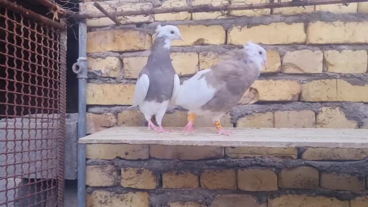 طوقی|پرنده|شهر بابک, |دیوار