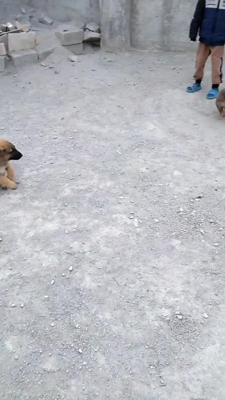 سگ ژرمن|سگ|ملارد, |دیوار