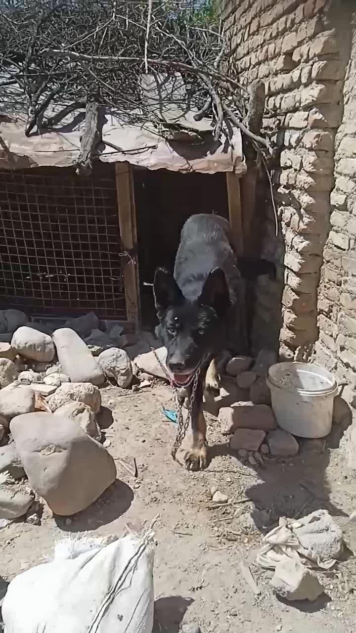 سگ ژرمن|سگ|گرگان, |دیوار