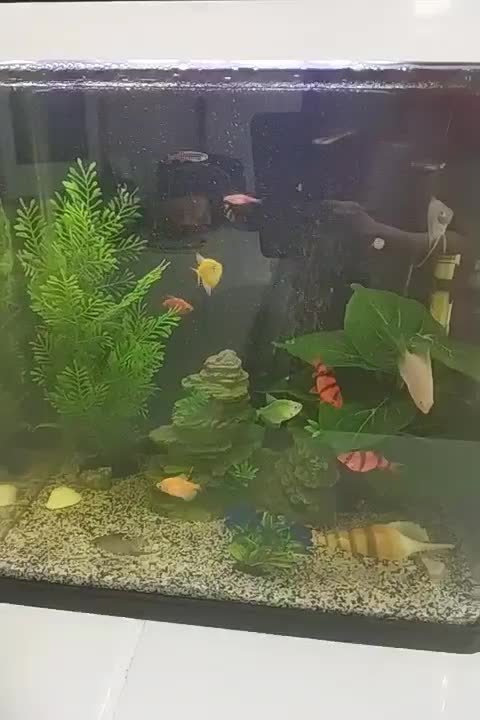 اکواریوم قیمت توافقی|لوازم جانبی حیوانات|رشت, آب و برق|دیوار