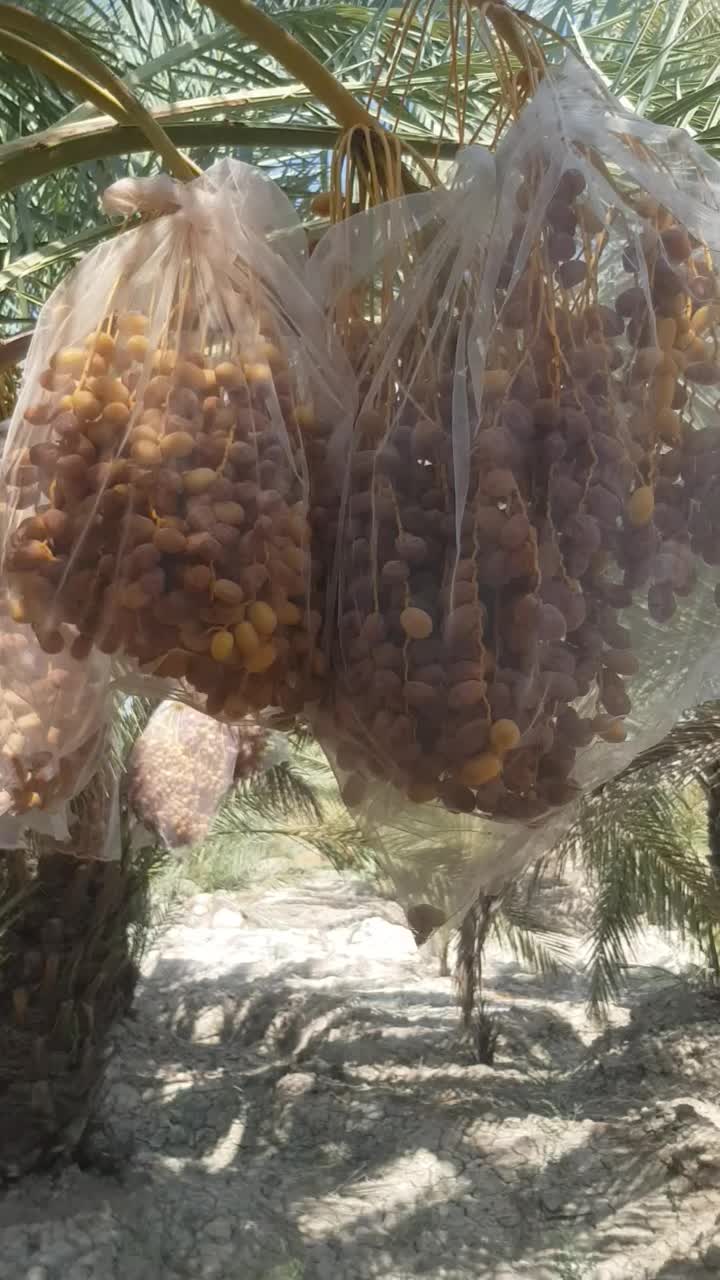 قصب درجه یک صادراتی|خوردنی و آشامیدنی|شیراز, شهرک مخابرات|دیوار
