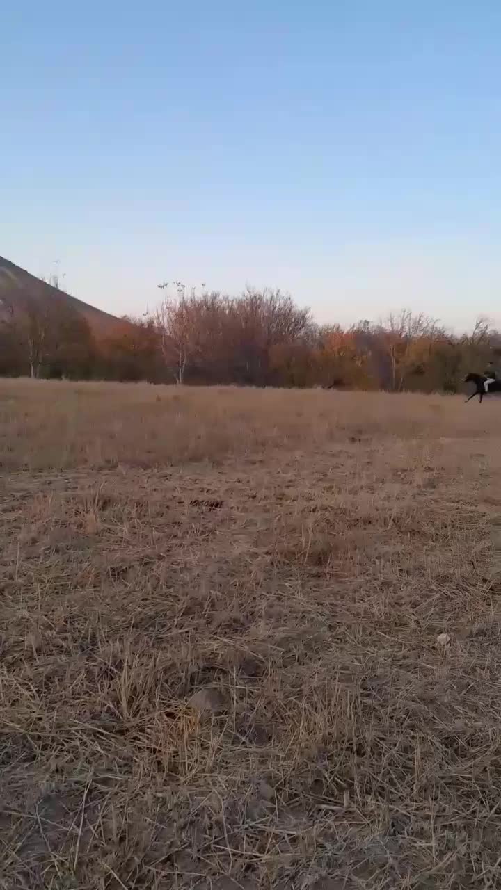 اسب کرد|اسب و تجهیزات اسب‌سواری|مشگین شهر, |دیوار