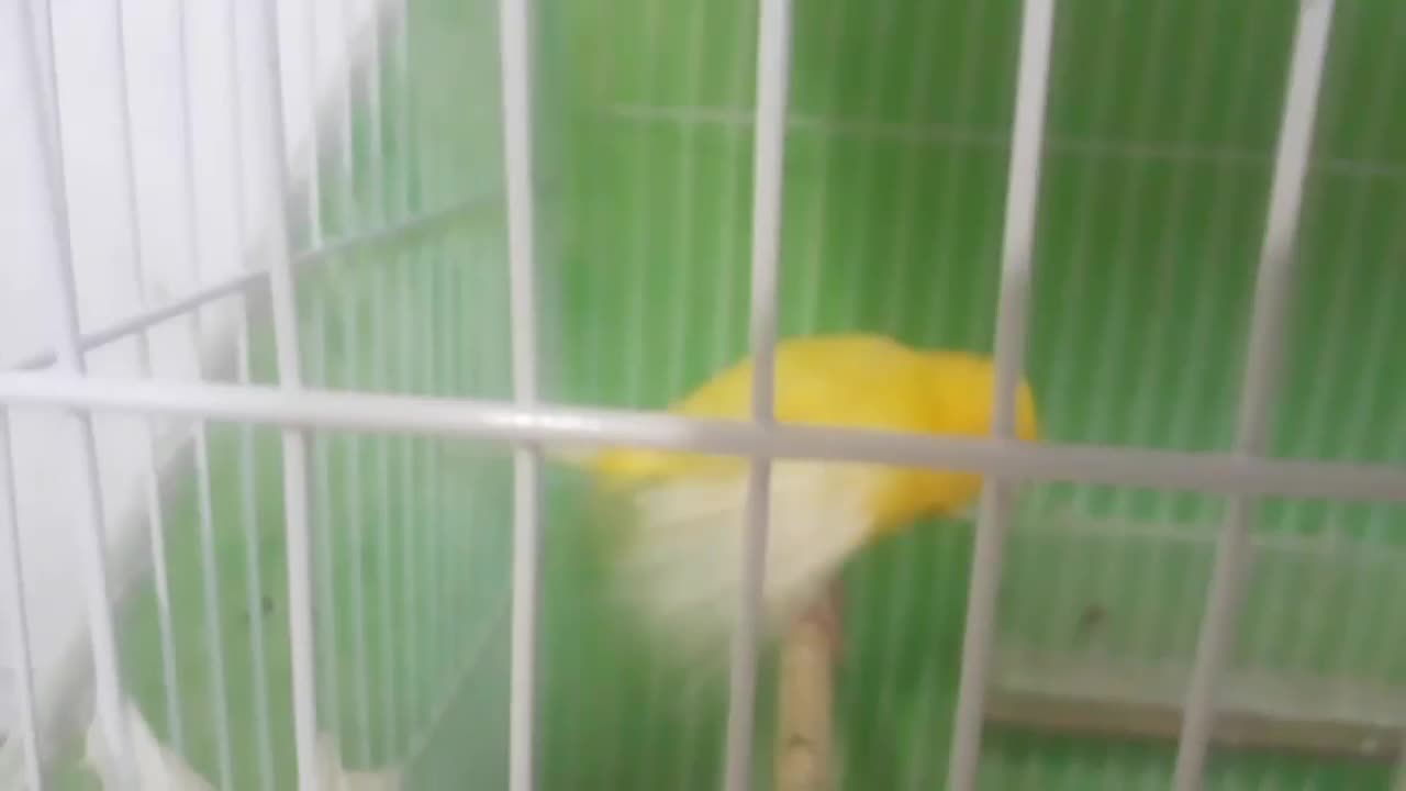 قناری|پرنده|زابل, |دیوار