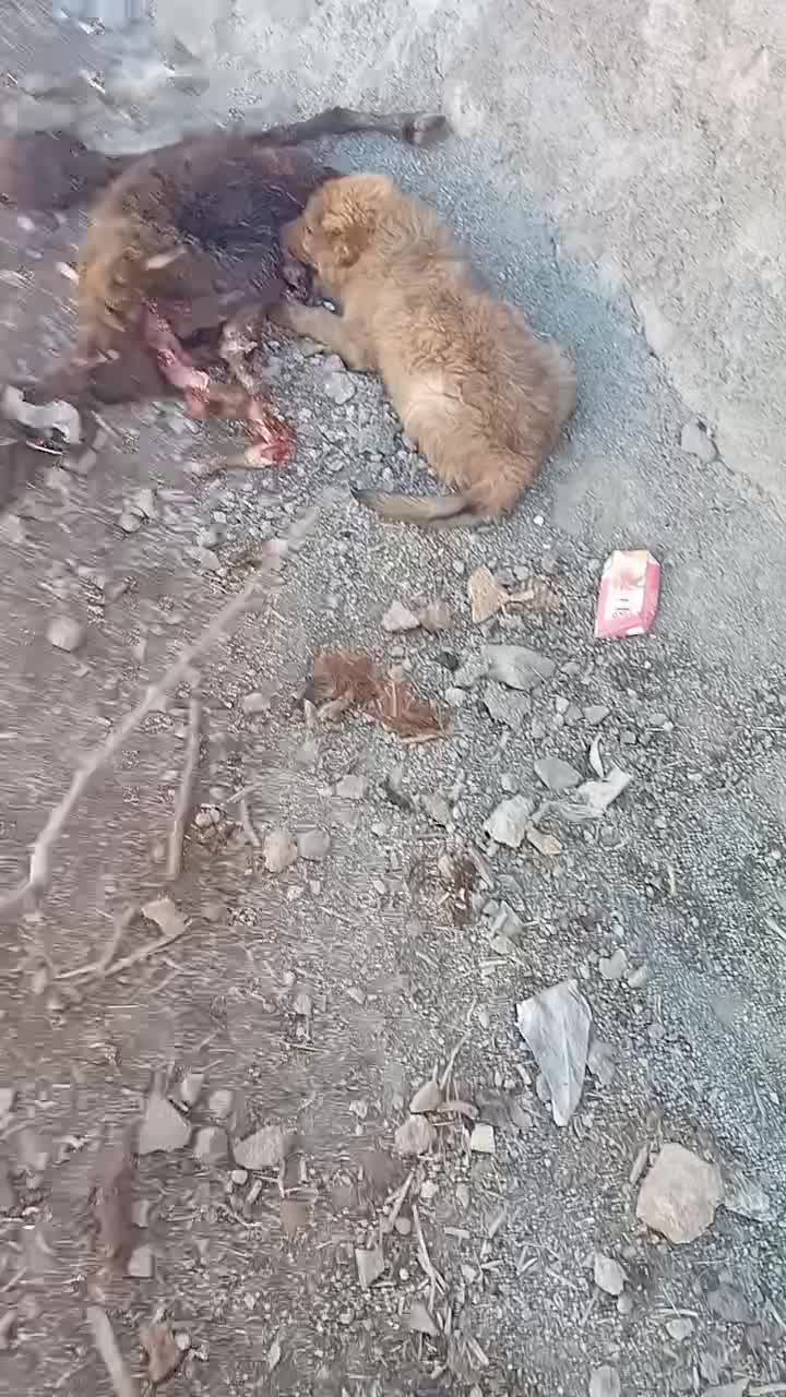 سگ جوان|سگ|خرم‌آباد, |دیوار