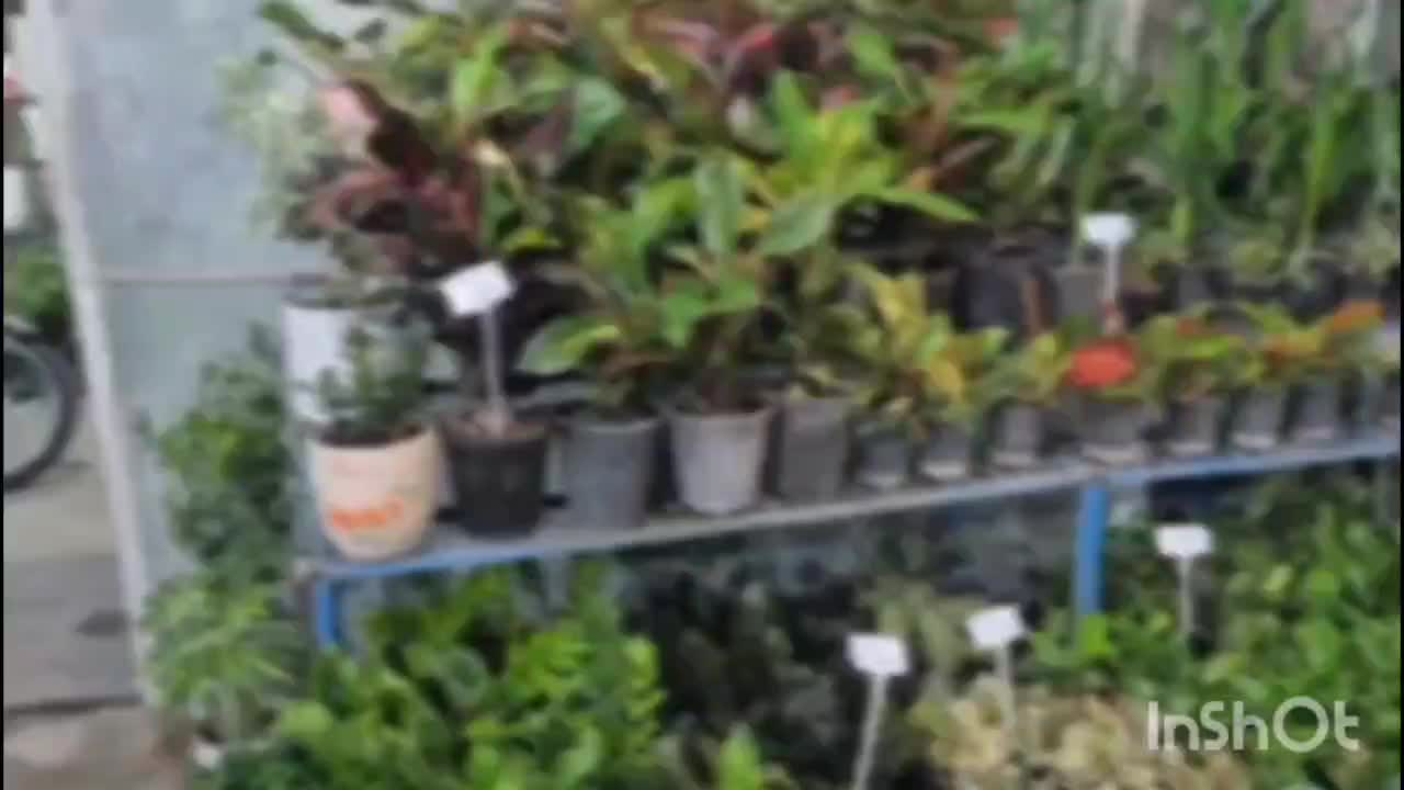 گل وگیاه اپارتمانی وباغچه|گل و گیاه طبیعی|شوش, |دیوار