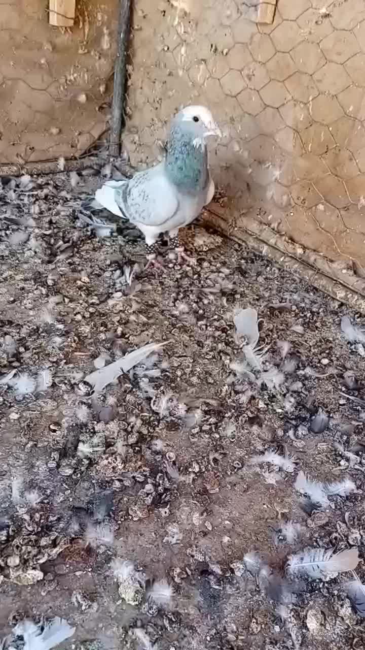 لوازم تحریر خودکار مداد دفتر کفتر موجود|لوازم التحریر|رفسنجان, |دیوار