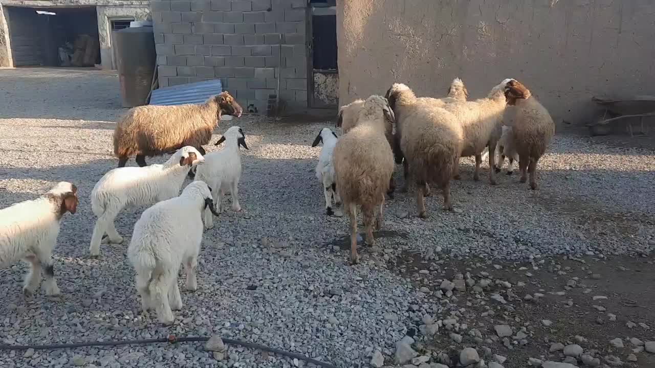 میش وبره|حیوانات مزرعه|کرمانشاه, |دیوار