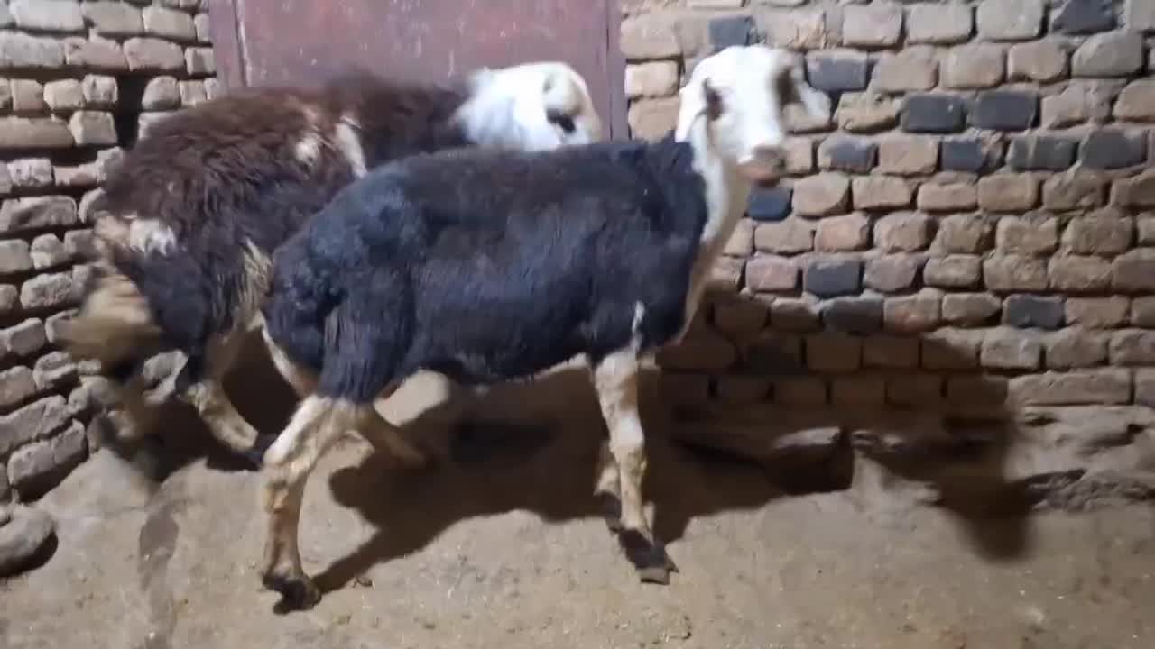 فروش دو عدد بره قوچ|حیوانات مزرعه|زند, |دیوار