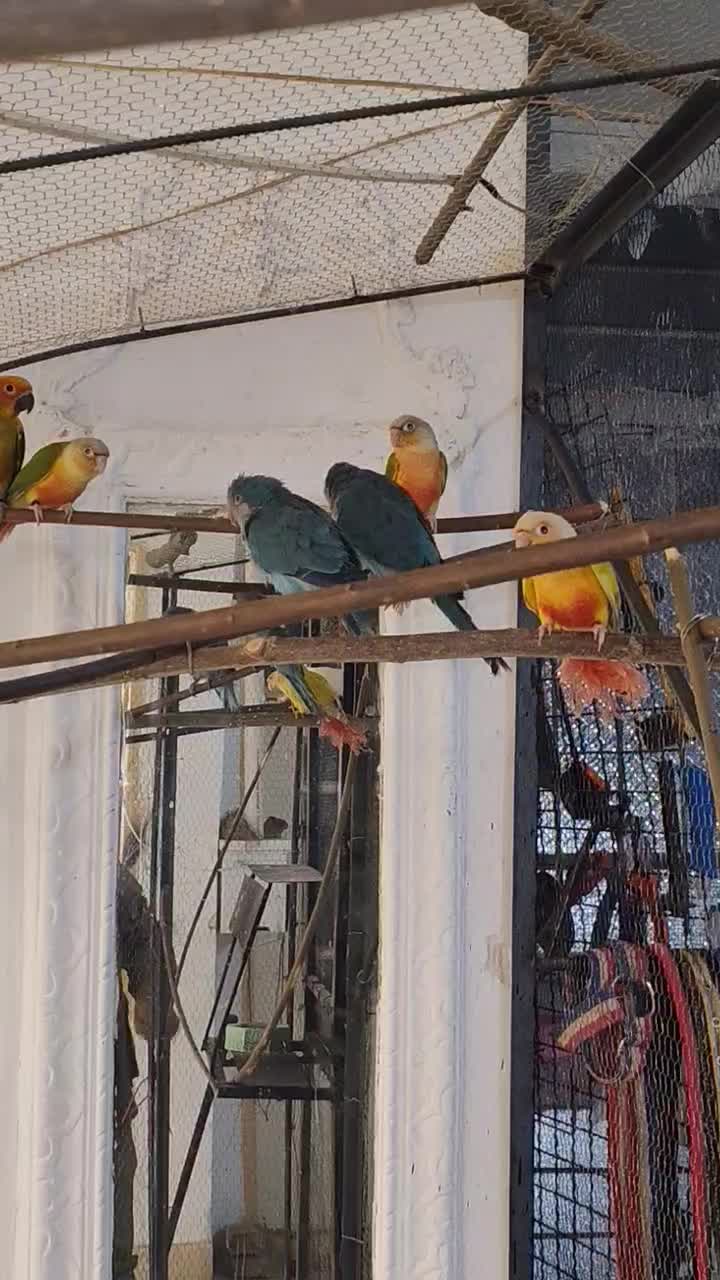 طوطی سانکانور یا خورشیدی|پرنده|نیشابور, بنیاد شهید|دیوار