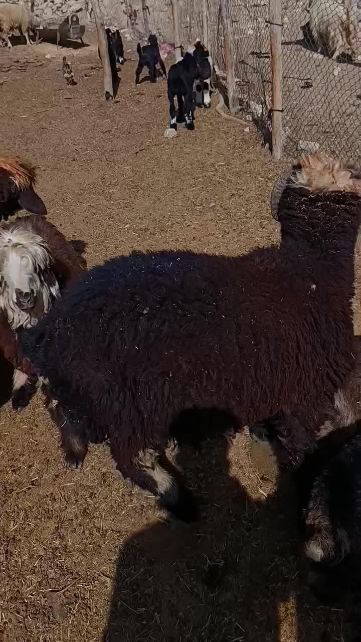 فروش بره قوچی|حیوانات مزرعه|نورآباد ممسنی, |دیوار