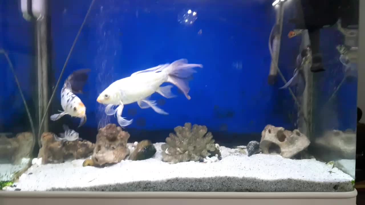 اکواریوم و ماهی|ماهی|قم, نیروگاه|دیوار